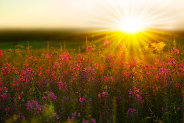 Beautiful sunset. Image of a sunset field with pink flowers and warm rays of the sun