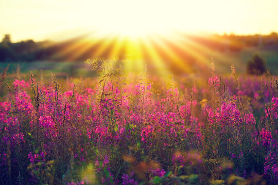 Beautiful sunset. An image of a sunset field with pink flowers, sun rays and a blurred horizon. Pink Blossom banner