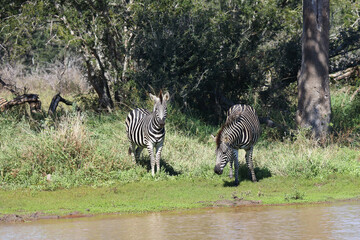 Steppenzebra / Burchell's zebra / Equus burchellii