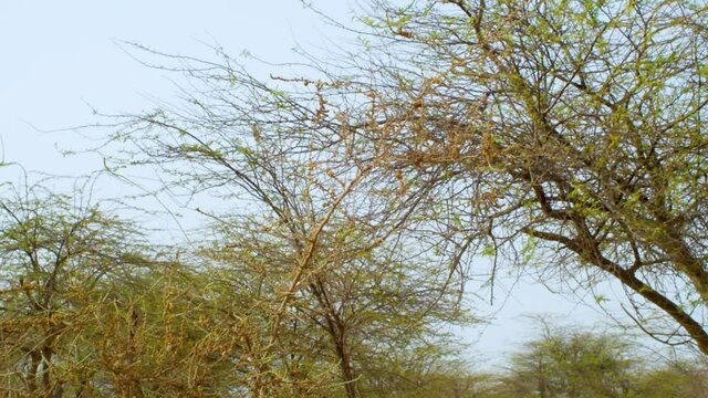 Trees moving in wind, Bahrain