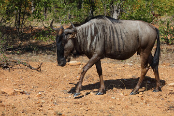 Streifengnu / Blue wildebeest / Connochaetes taurinus