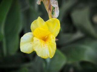 yellow iris flower