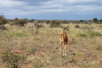 Schwarzfersenantilope / Impala / Aepyceros melampus