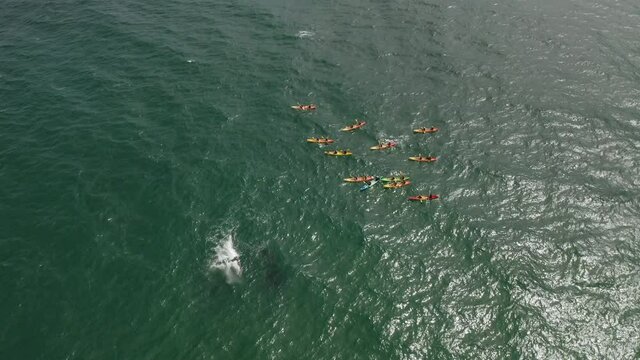 4k Drone Shot Of Humpback Whale Sightseeing Trip Out In The Ocean Sea At Byron Bay, Australia. Tourists On Kayak Next To A Humpback Whale On The Surface Of The Sea Water.