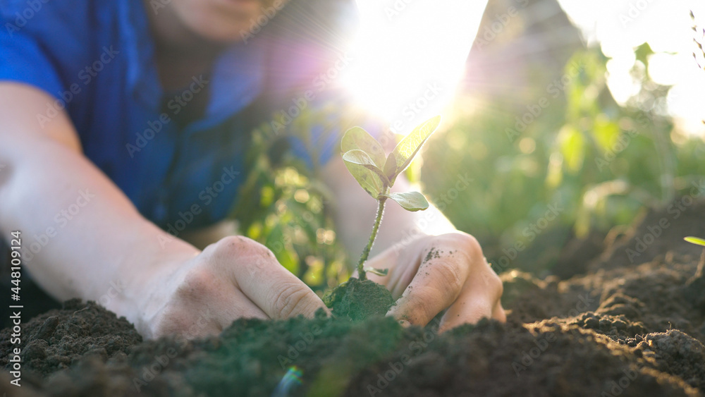 Wall mural hands planting a young plant in fertile land. the concept of farming, agriculture, ecology, opposing