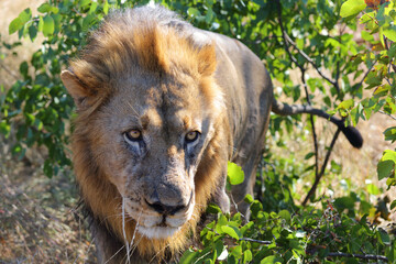 Afrikanischer Löwe / African lion / Panthera leo.