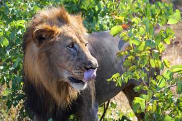Afrikanischer Löwe / African lion / Panthera leo.