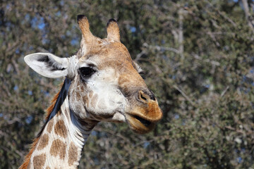 Giraffe / Giraffe / Giraffa camelopardalis