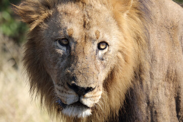 Afrikanischer Löwe / African lion / Panthera leo.
