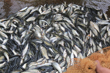 fish fingerling seed catching for sale to farmers by government fish seed hatchery