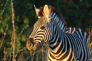 Steppenzebra / Burchell's zebra / Equus burchellii