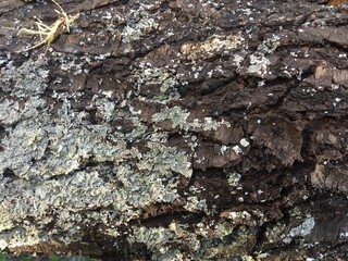 Textura de la corteza de un árbol