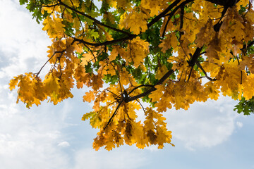 Autumn orange leaves on the branches against the background of the sky. Autumn background of yellow leaves on the branches.