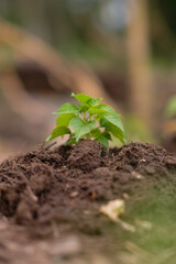 Young chili plants grow in the garden