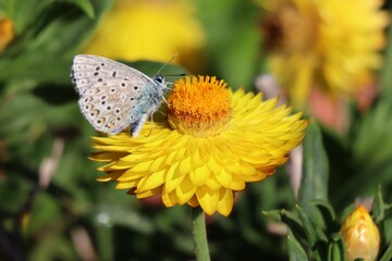 butterfly on flower