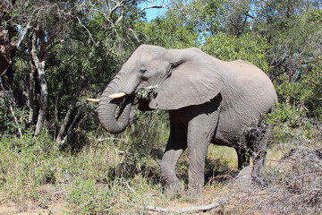 Fototapeta premium Afrikanischer Elefant / African elephant / Loxodonta africana