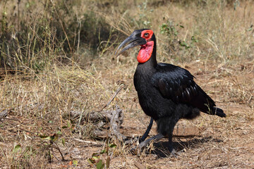 Kaffernhornrabe / Southern ground hornbill / Bucorvus leadbeateri