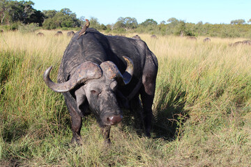 Kaffernbüffel und Rotschnabel-Madenhacker / African buffalo and Red-billed oxpecker / Syncerus caffer et Buphagus erythrorhynchus..