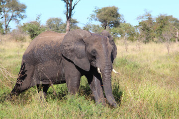 Obraz premium Afrikanischer Elefant / African elephant / Loxodonta africana...