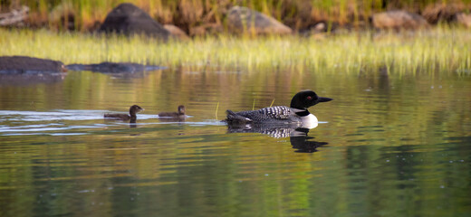 Family of Loons on a wild lake in a wildlife reserve in Quebec in Canada