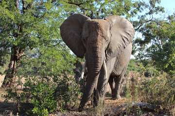 Afrikanischer Elefant / African elephant / Loxodonta africana