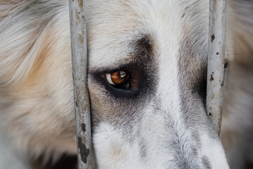 A close-up of the dog's very sad gaze behind the grid. A Central Asian shepherd dog in a dog shelter for homeless animals with very sad eyes peeks out of a cage or aviary.