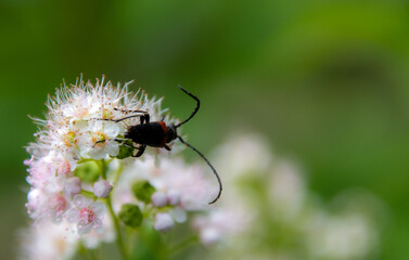 Antennae insect on a pretty wild flower in Canadian forest in Quebec