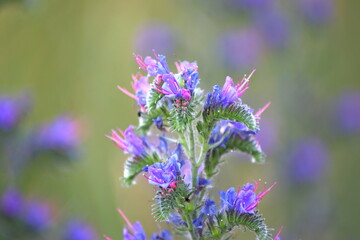 Echium vulgare a blue-flowering plant called Viper's Bugloss or Blue weed, Polish name Zmijowiec zwyczajny(żmijowiec zwyczajny), blue weed.