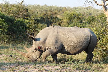 Breitmaulnashorn und Rotschnabel-Madenhacker / Square-lipped rhinoceros and Red-billed oxpecker / Ceratotherium Simum et Buphagus erythrorhynchus.