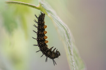 Caterpillar of the peacock butterfly, Inachis io, getting ready to shed skin to show chrysalis