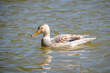 Leucistic female mallard duck with partial loss of pigmentation with a male drake mallard