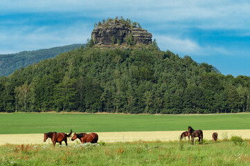 Zirkelstein und Pferde in der Sächsischen Schweiz