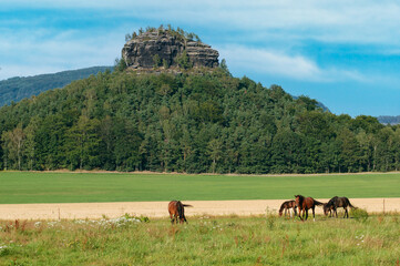 Zirkelstein und Pferde in der Sächsischen Schweiz