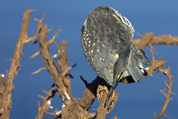 Mangrovenreiher / Green-backed heron / Butorides striatus