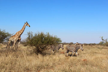 Fototapeta premium Giraffe und Steppenzebra / Giraffe and Burchell's zebra / Giraffa Camelopardalis et Equus burchellii