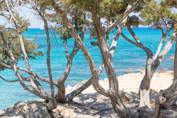 Fototapeta na wymiar July 23, 2021: Shrubs with a crystal clear sea in the background near the beach, Sardinia
