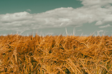 Fototapeta na wymiar mature barley fields of Toten, Norway