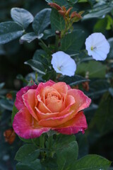 A Rose and Morning Glory Flowers After the Rain