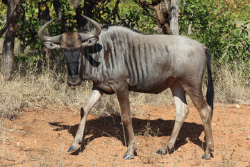 Streifengnu / Blue wildebeest / Connochaetes taurinus