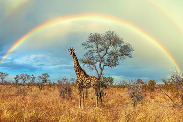 African giraffe against a rainbow backdrop in the Greater Kruger National Park, South Africa - obrazy, fototapety, plakaty