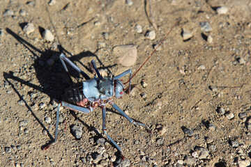 Gepanzerte Grille / Armoured Cricket / Acanthoplus discoidalis
