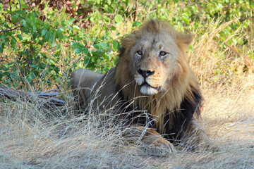 Afrikanischer Löwe / African lion / Panthera leo.