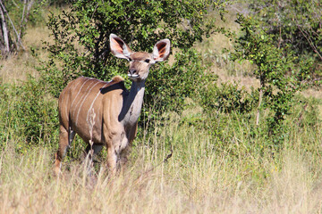 Großer Kudu / Greater kudu / Tragelaphus strepsiceros.