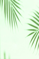 Summer vacations background with palm tree leaves shadows