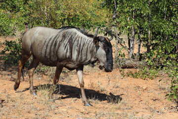 Streifengnu / Blue wildebeest / Connochaetes taurinus