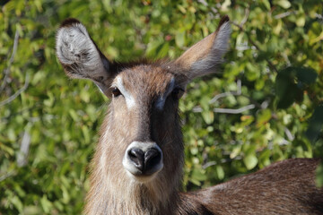 Wasserbock / Waterbuck / Kobus ellipsiprymnus