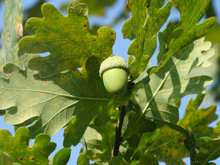 horizontal shot green acorns on the tree with green leaves closeup