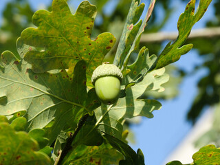 green acorns on the tree with green leaves