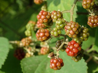 closeup blackberry on the bush
