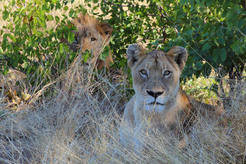 Afrikanischer Löwe / African lion / Panthera leo.